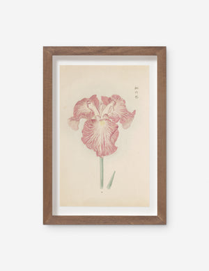 Vintage Japanese Iris No. 18 Wall Art by Miyoshi Manabu