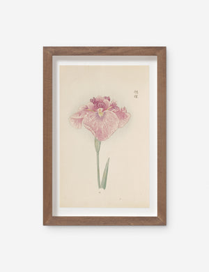 Vintage Japanese Iris No. 19 Wall Art by Miyoshi Manabu