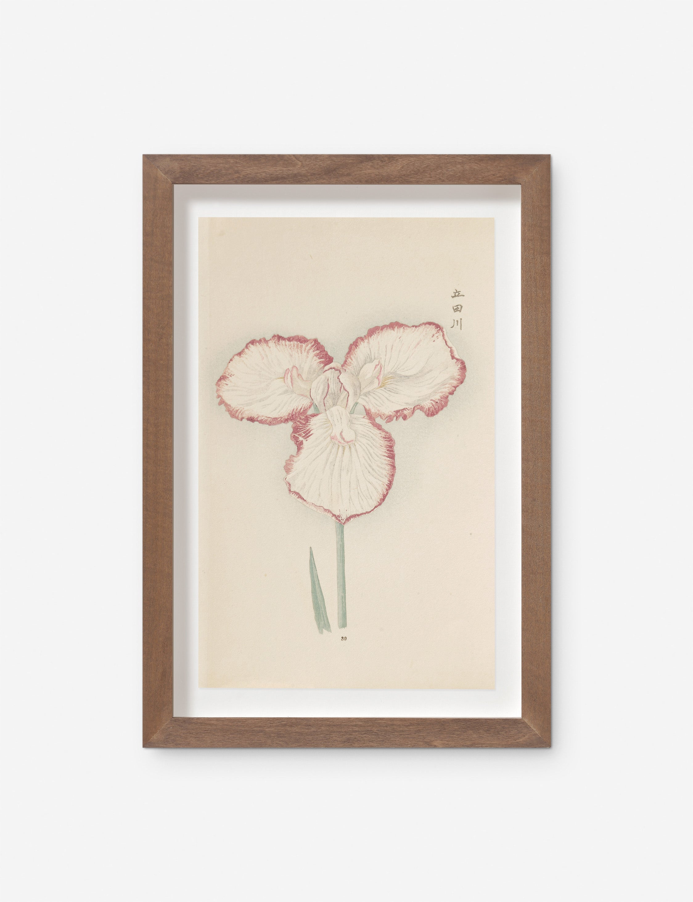 Vintage Japanese Iris No. 30 Wall Art by Miyoshi Manabu