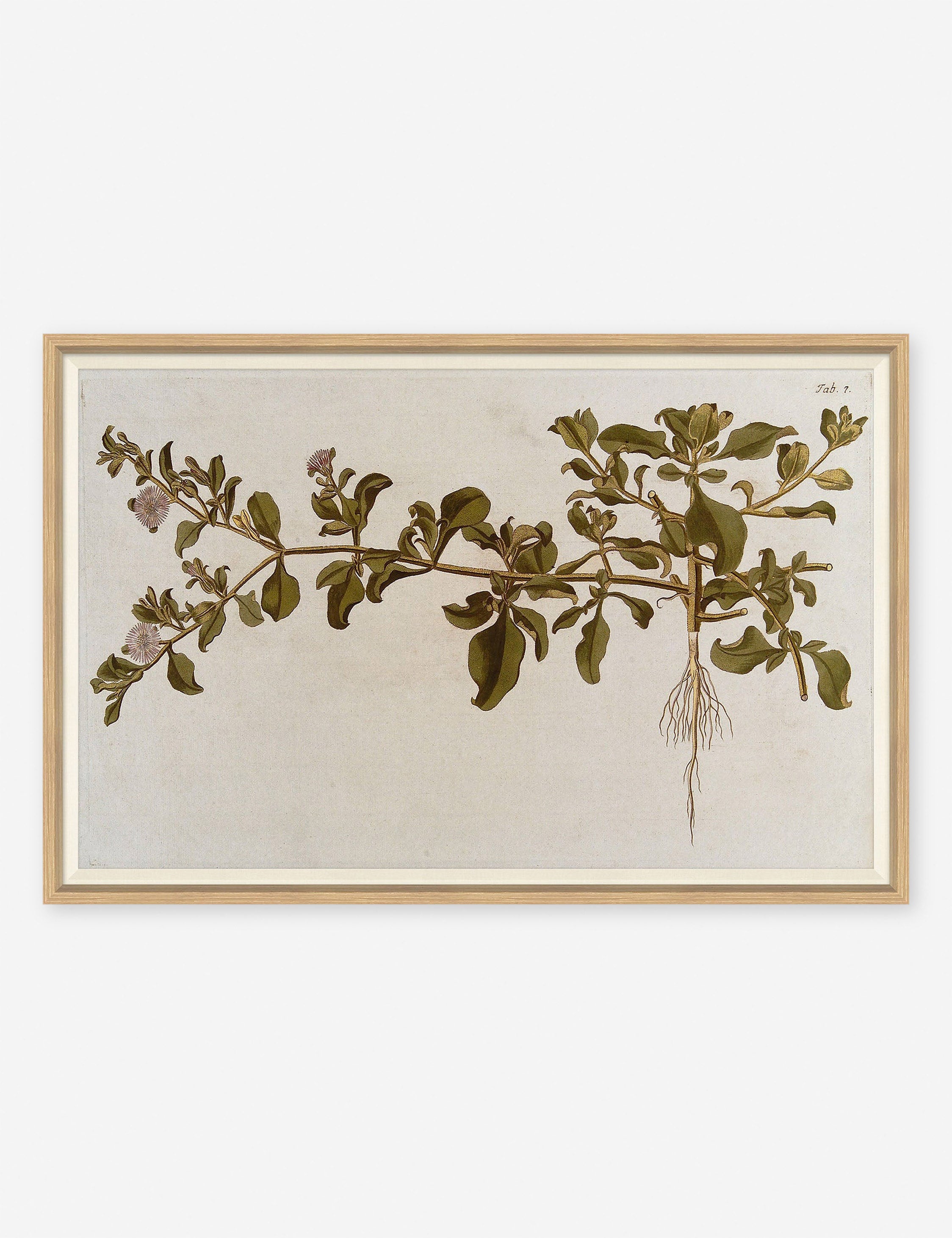 Flowering Plants I Wall Art by Franz Anton Von Scheidl, Default Title