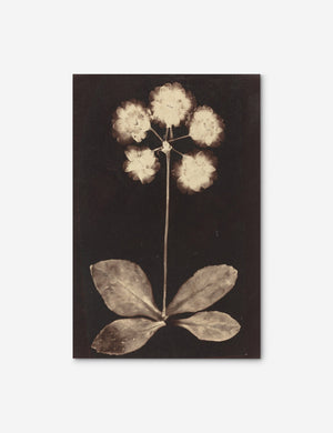 Unframed Botanical black and beige Photogram Print